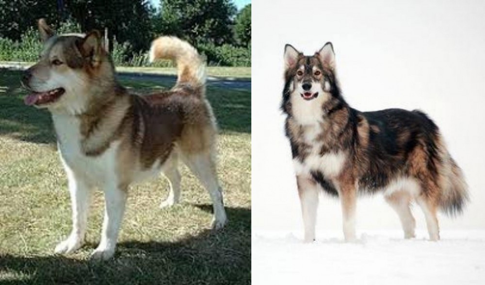 Utonagan vs Greenland Dog - Breed Comparison