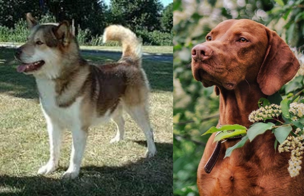 Vizsla vs Greenland Dog - Breed Comparison