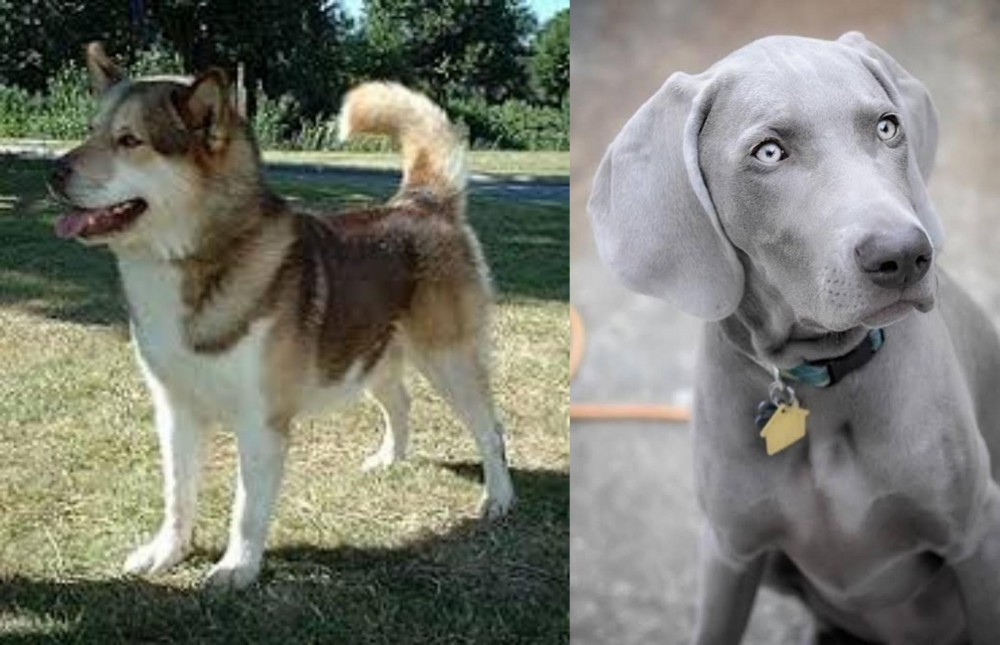 Weimaraner vs Greenland Dog - Breed Comparison
