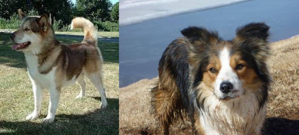 Welsh Sheepdog vs Greenland Dog - Breed Comparison