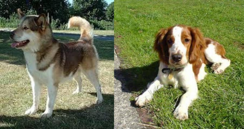 Welsh Springer Spaniel vs Greenland Dog - Breed Comparison