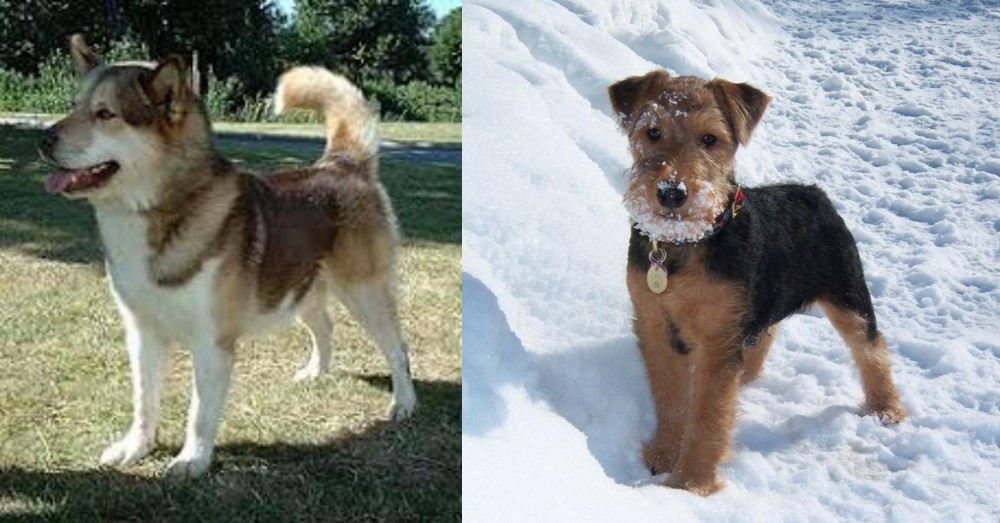 Welsh Terrier vs Greenland Dog - Breed Comparison