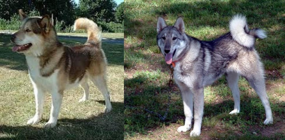 West Siberian Laika vs Greenland Dog - Breed Comparison