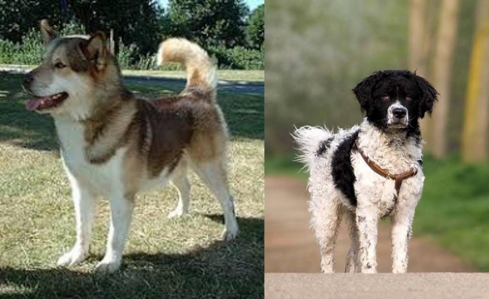 Wetterhoun vs Greenland Dog - Breed Comparison