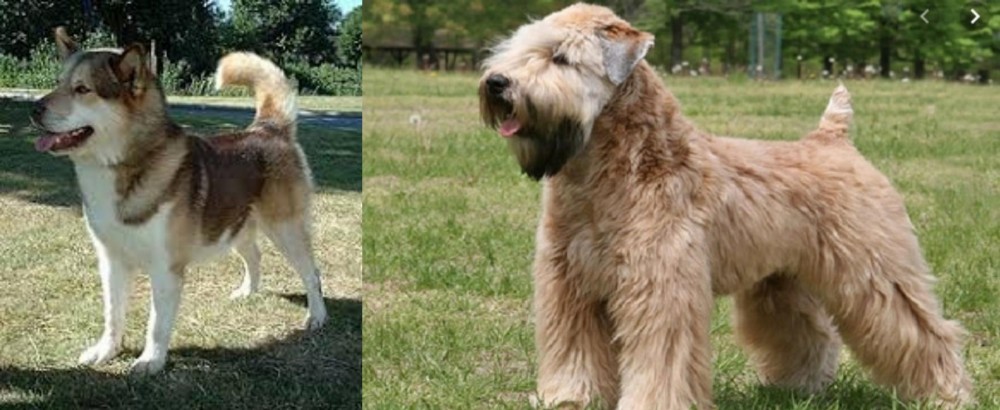 Wheaten Terrier vs Greenland Dog - Breed Comparison