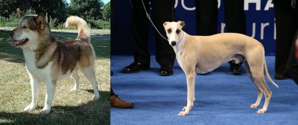 Whippet vs Greenland Dog - Breed Comparison