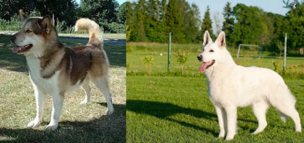 White Shepherd vs Greenland Dog - Breed Comparison