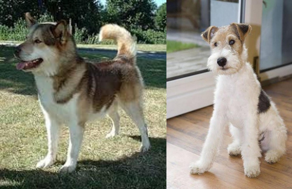 Wire Fox Terrier vs Greenland Dog - Breed Comparison