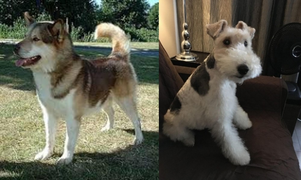 Wire Haired Fox Terrier vs Greenland Dog - Breed Comparison