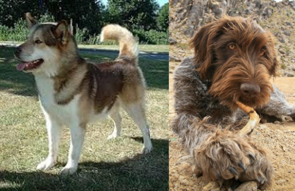 Wirehaired Pointing Griffon vs Greenland Dog - Breed Comparison