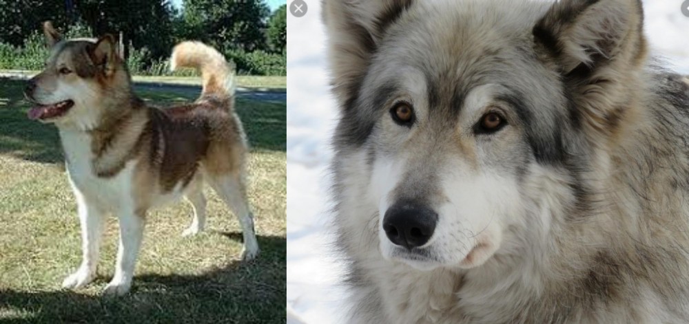 Wolfdog vs Greenland Dog - Breed Comparison