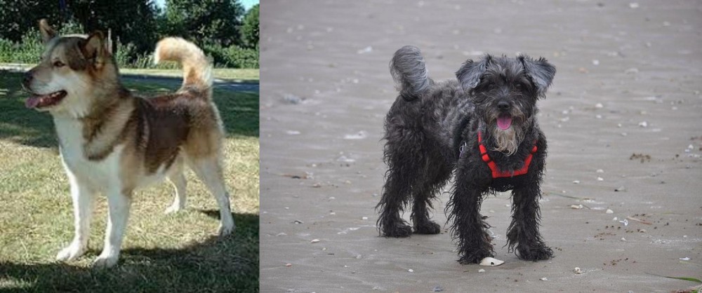 YorkiePoo vs Greenland Dog - Breed Comparison