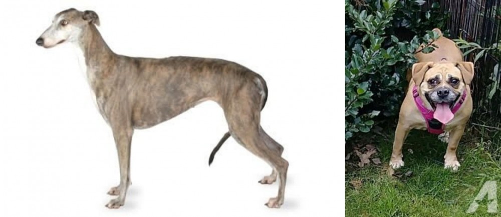 Beabull vs Greyhound - Breed Comparison