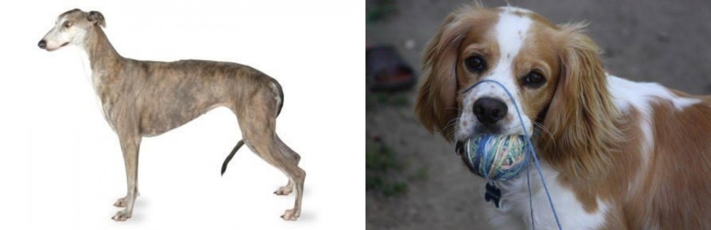 Cockalier vs Greyhound - Breed Comparison