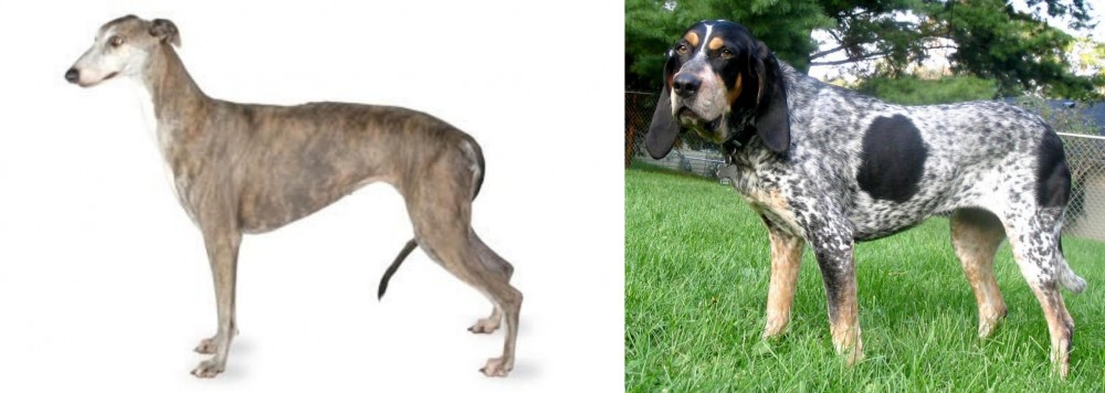 Griffon Bleu de Gascogne vs Greyhound - Breed Comparison