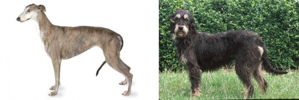 Griffon Nivernais vs Greyhound - Breed Comparison