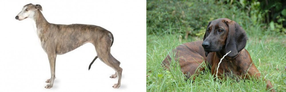 Hanover Hound vs Greyhound - Breed Comparison