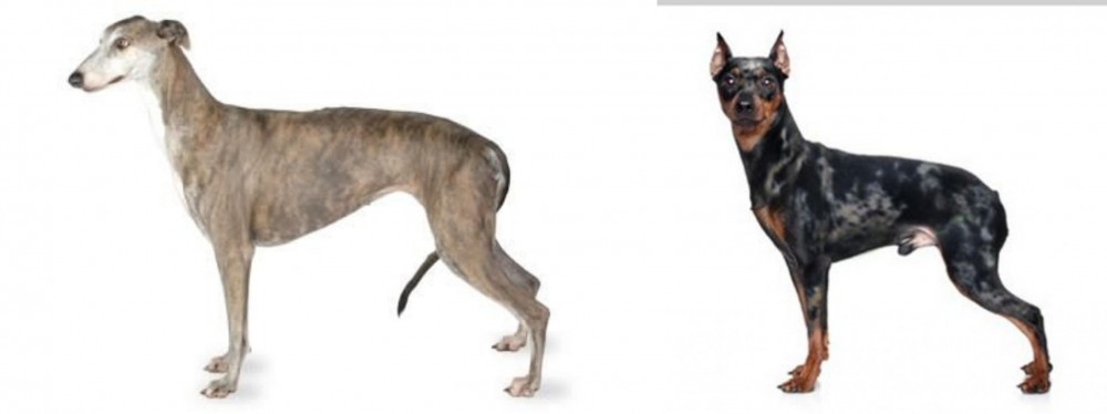 Harlequin Pinscher vs Greyhound - Breed Comparison