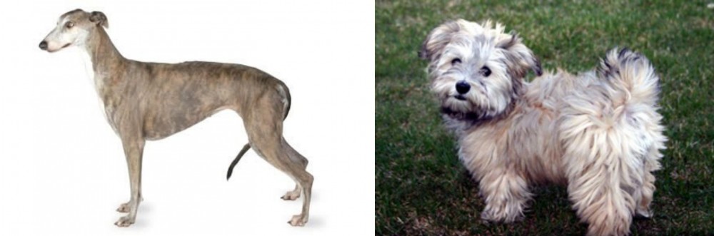 Havapoo vs Greyhound - Breed Comparison