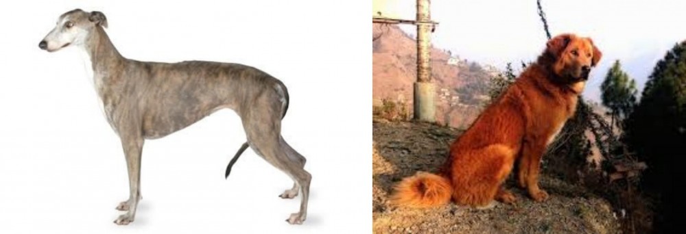 Himalayan Sheepdog vs Greyhound - Breed Comparison