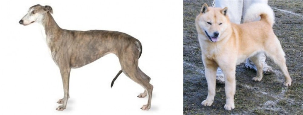 Hokkaido vs Greyhound - Breed Comparison