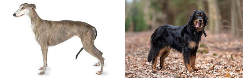 Hovawart vs Greyhound - Breed Comparison