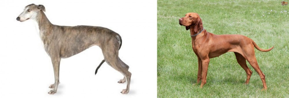 Hungarian Vizsla vs Greyhound - Breed Comparison
