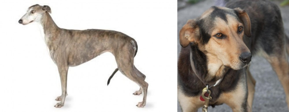 Huntaway vs Greyhound - Breed Comparison