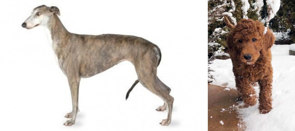 Irish Doodles vs Greyhound - Breed Comparison