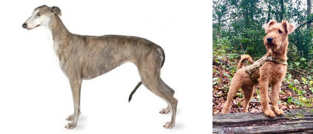 Irish Terrier vs Greyhound - Breed Comparison