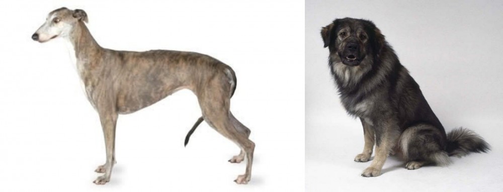 Istrian Sheepdog vs Greyhound - Breed Comparison