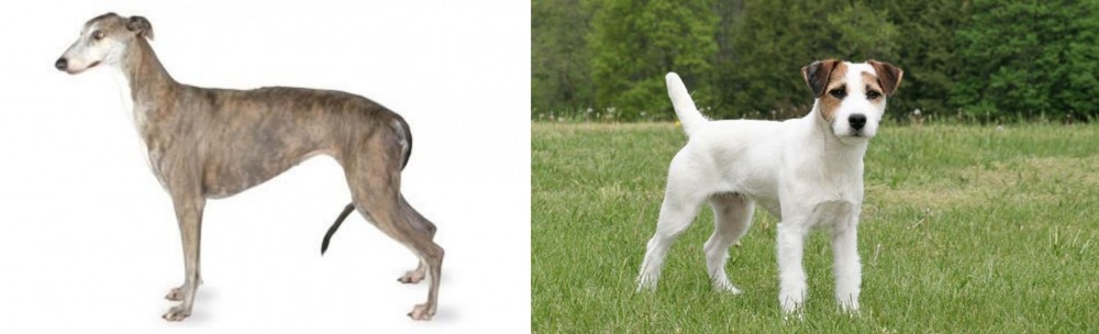 Jack Russell Terrier vs Greyhound - Breed Comparison