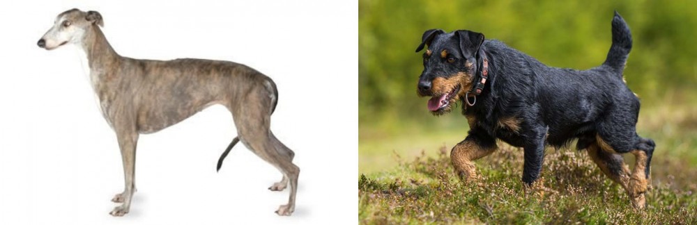 Jagdterrier vs Greyhound - Breed Comparison