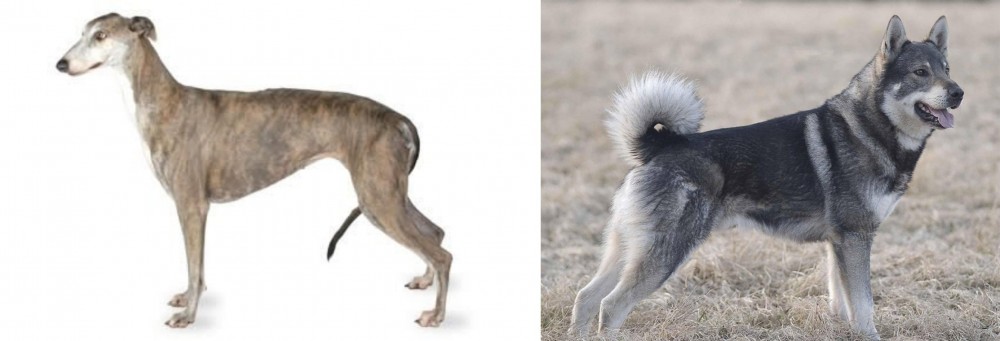 Jamthund vs Greyhound - Breed Comparison