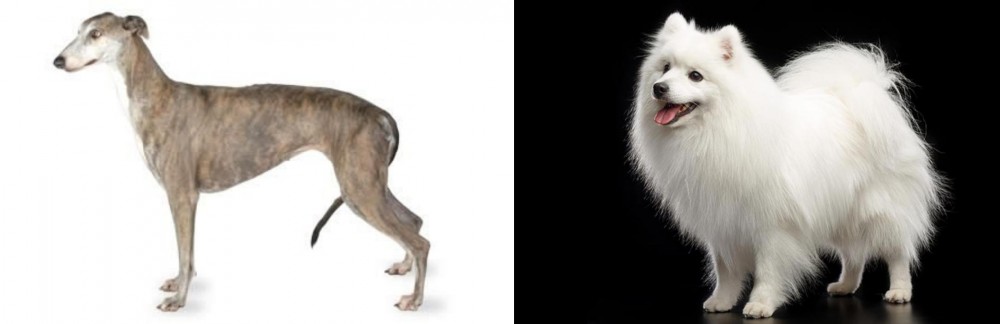 Japanese Spitz vs Greyhound - Breed Comparison