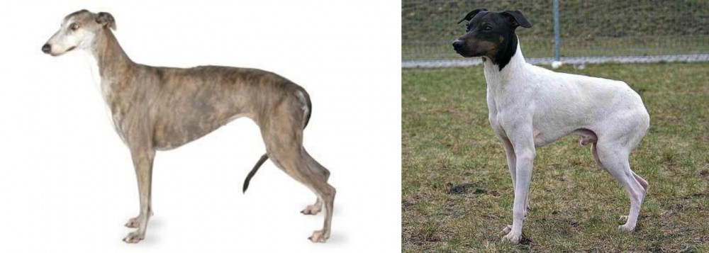 Japanese Terrier vs Greyhound - Breed Comparison