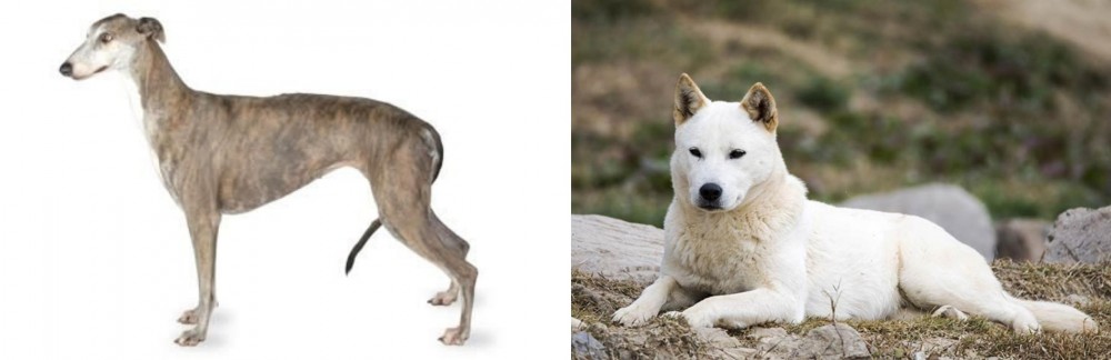 Jindo vs Greyhound - Breed Comparison