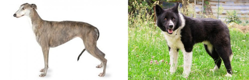 Karelian Bear Dog vs Greyhound - Breed Comparison