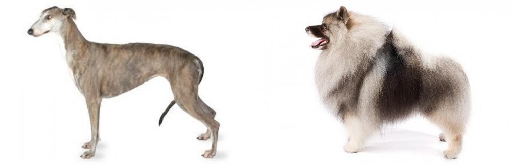 Keeshond vs Greyhound - Breed Comparison