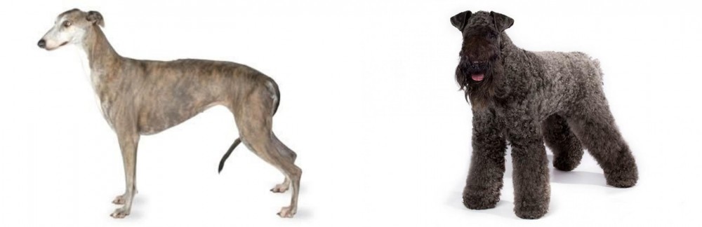 Kerry Blue Terrier vs Greyhound - Breed Comparison