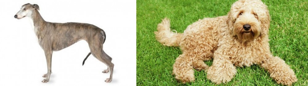 Labradoodle vs Greyhound - Breed Comparison