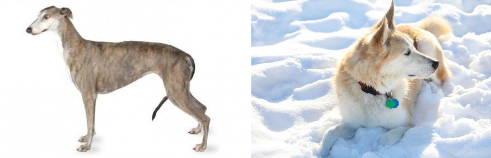 Labrador Husky vs Greyhound - Breed Comparison