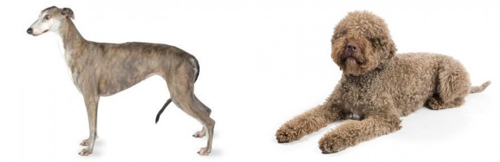 Lagotto Romagnolo vs Greyhound - Breed Comparison