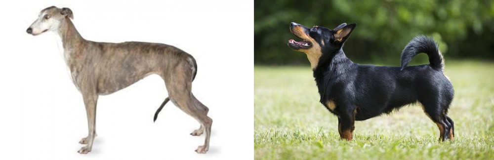 Lancashire Heeler vs Greyhound - Breed Comparison