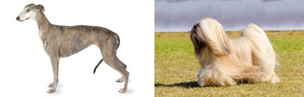 Lhasa Apso vs Greyhound - Breed Comparison