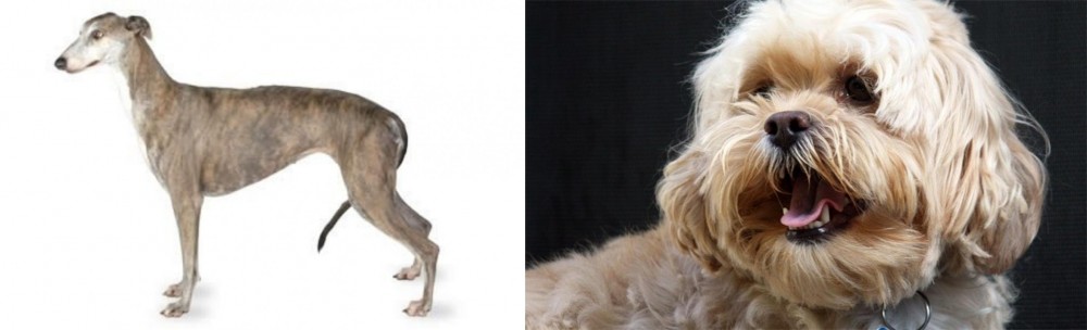 Lhasapoo vs Greyhound - Breed Comparison