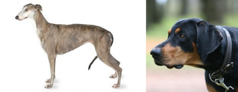 Lithuanian Hound vs Greyhound - Breed Comparison