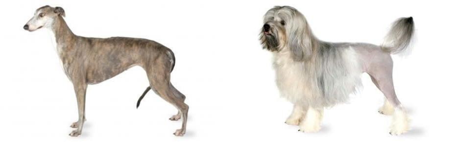 Lowchen vs Greyhound - Breed Comparison