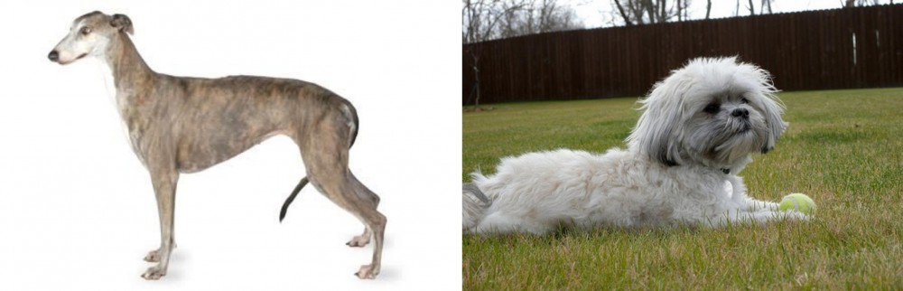 Mal-Shi vs Greyhound - Breed Comparison