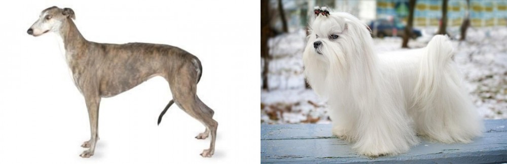 Maltese vs Greyhound - Breed Comparison